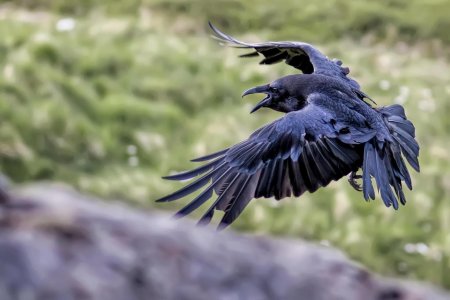 Ворон с расправленными крыльями