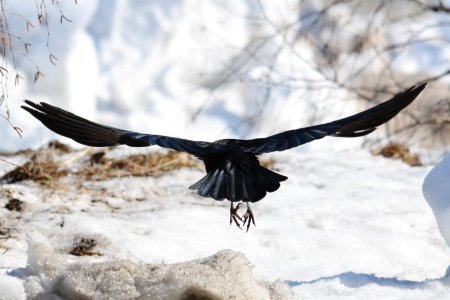 Лесной ворон размах крыльев