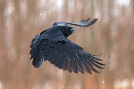 Corvus corax птица
