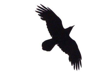 Силуэт птицы грач