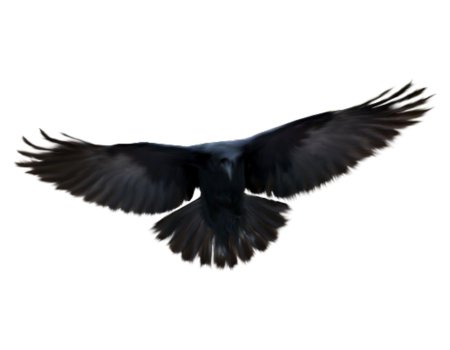 Ворон с расправленными крыльями