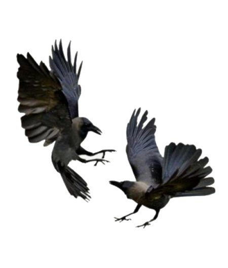 Ворона на прозрачном фоне