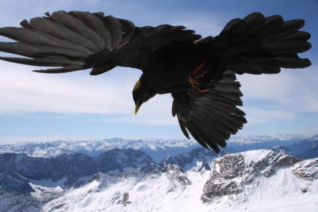 Альпийская галка