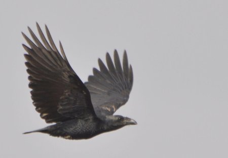 Corvus corax птица