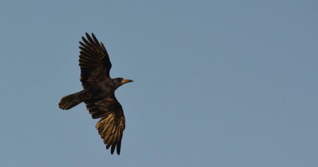 Грачи птицы