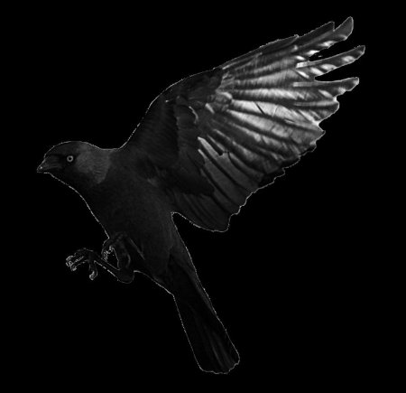 Crow flying