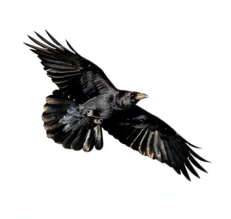 Ворона на белом фоне