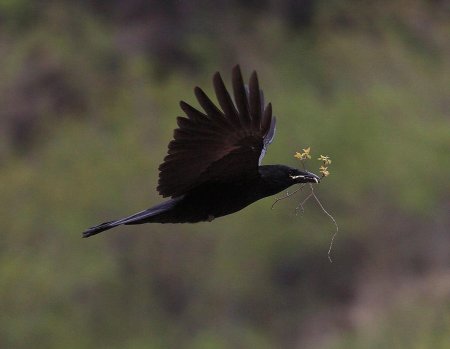 Corvus moneduloides