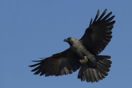 Ворона в полете