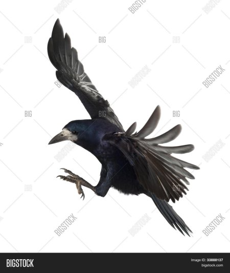 Грач на белом фоне