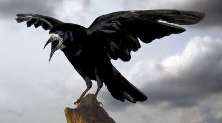 Ворона в полете