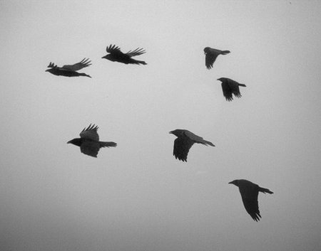 Вороны стая