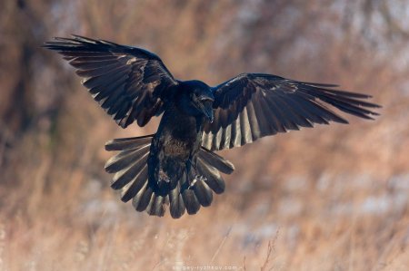 Ворон principalis