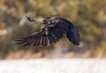 Ворон principalis