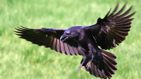 Размах крыльев ворона