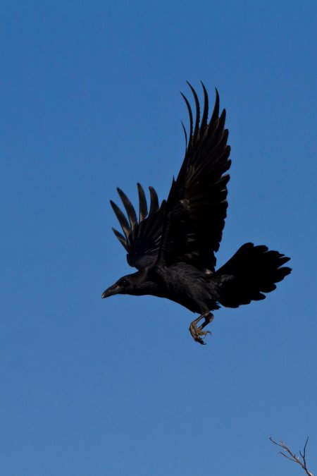 Ворона в полете