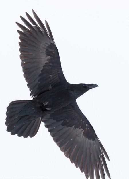 Размах крыльев ворона