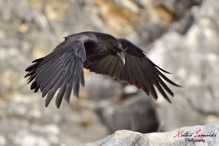 Размах крыльев ворона