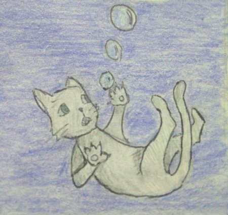 Коты воители искристая звезда