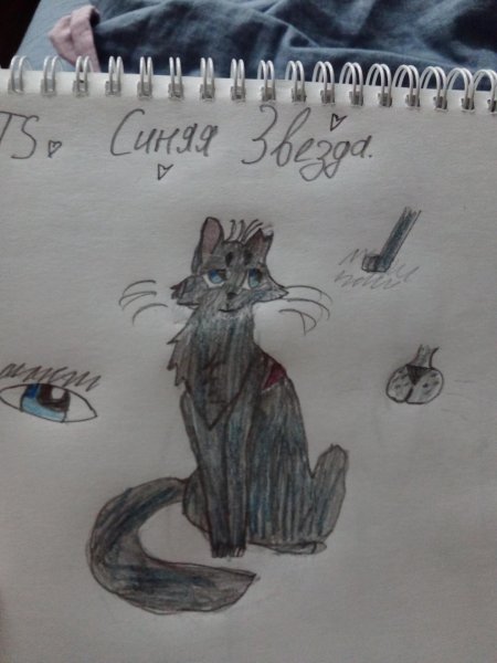 Коты воители для срисовки синяя звезда