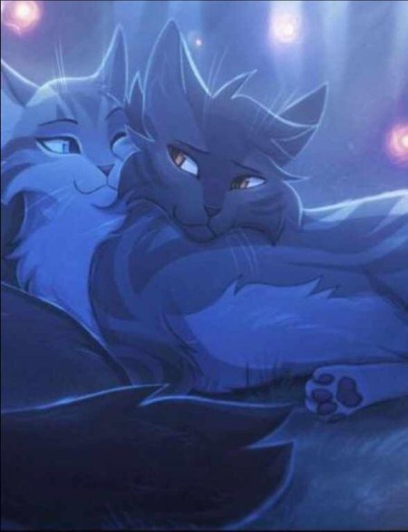 Коты воители крутобок и серебрянка