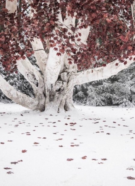 Чардрево игра престолов