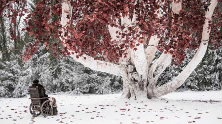 Богороща игра престолов