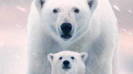 Белая медведица фильм 2022