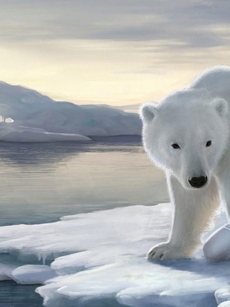 Белая медведь