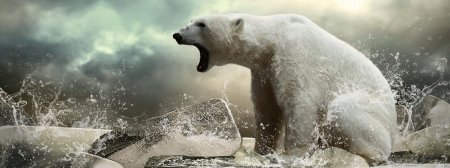 Белая медведь