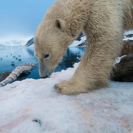 Полярный гризли