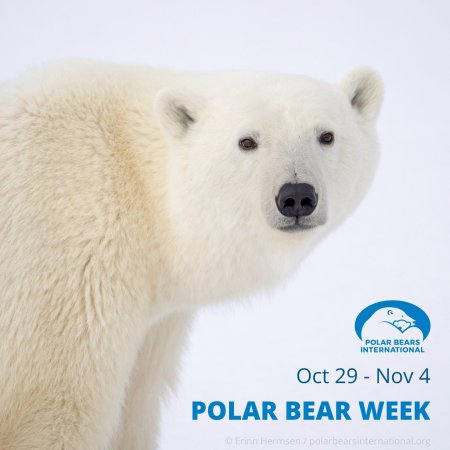 Белая медведь