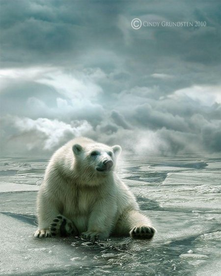 Белая медведь