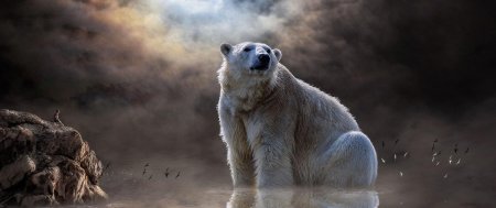 Белая медведь