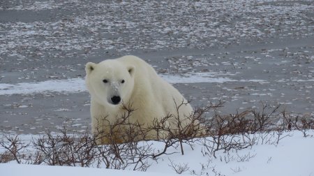 Белая медведь