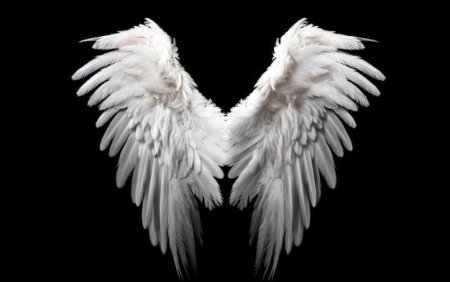 Белые крылья на черном фоне