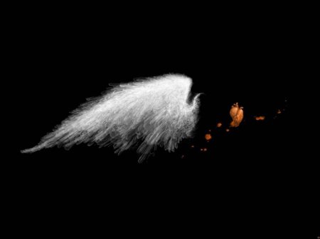 Крылья на черном фоне