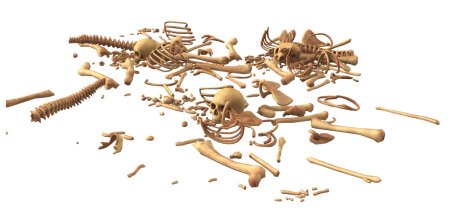 Кости скелет