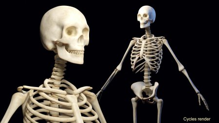 Кости человека скелет