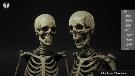 Скелет человека 3д