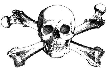 Кости череп