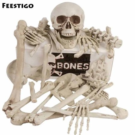 Кости скелет