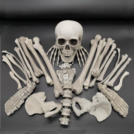 Кости скелет
