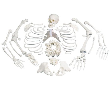 Скелет анатомическая модель