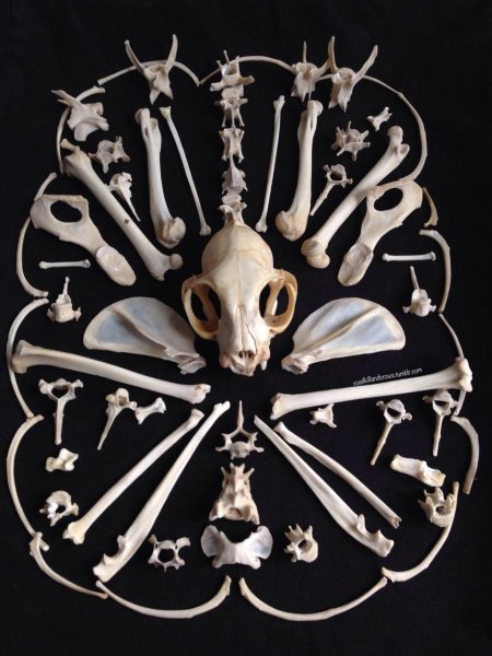 Анатомия кролика скелет