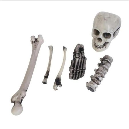 Кости скелет