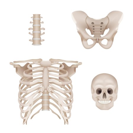 Анатомия скелет грудная клетка и таз