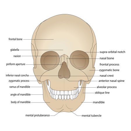 Лобная кость черепа анатомия