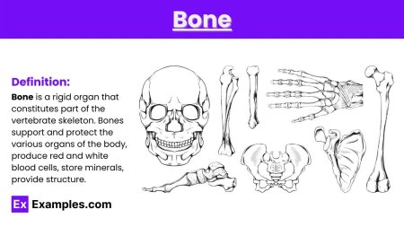 Скелет вектор