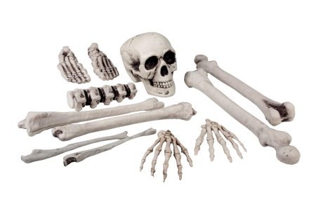 Скелет кости